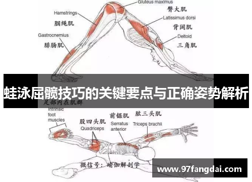 蛙泳屈髋技巧的关键要点与正确姿势解析